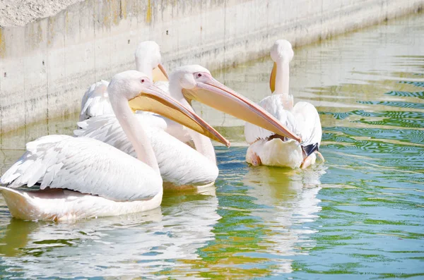 Pelikane See — Stockfoto