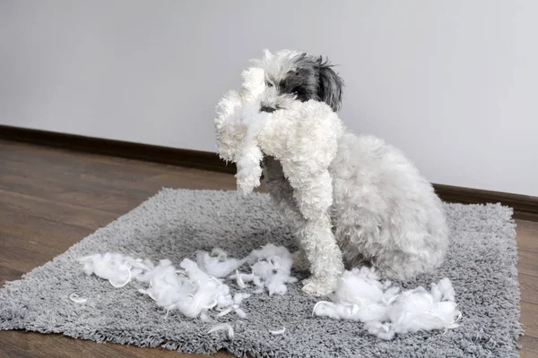 Poodle Σκυλί Βελούδινα Παιχνίδι Στο Στόμα Φτιαγμένος Έναs Μπέρδεμα Στο — Φωτογραφία Αρχείου