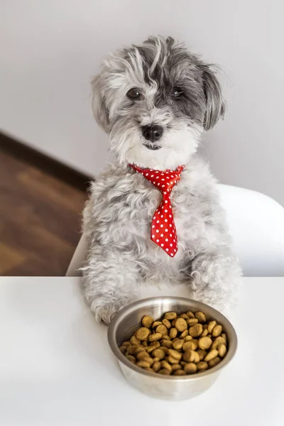 Λευκό Κανίς Σκυλί Κόκκινη Γραβάτα Τρώει Τρόφιμα Στο Τραπέζι — Φωτογραφία Αρχείου