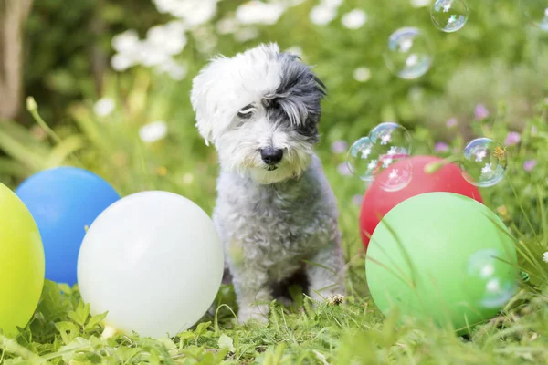 Pequeno Cão Poodle Branco Comemorando Sua Festa Aniversário Jardim Florescente — Fotografia de Stock