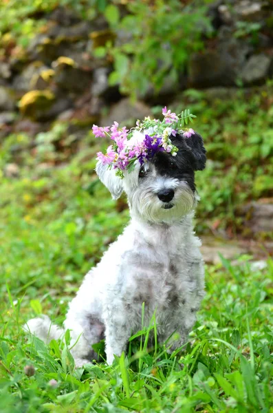 Красивий Білий Собака Вінком Лісових Квітів — стокове фото