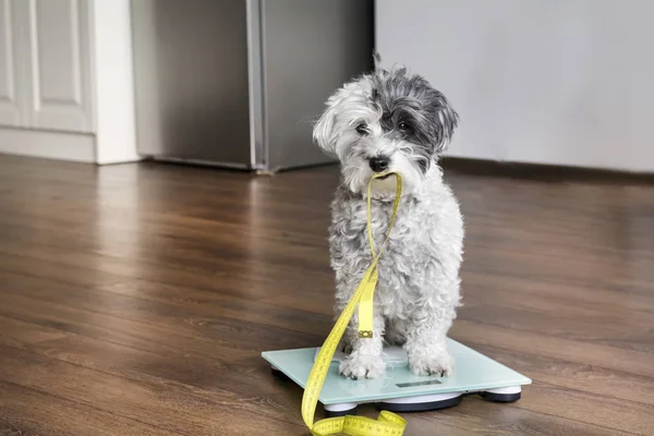 oturan sevimli fino köpeği köpek ağırlık ölçekler ölçme metre ağız ile