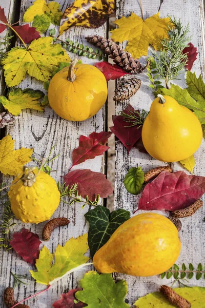 Kürbisse Herbstblätter Und Zapfen Auf Weißem Holzgrund — Stockfoto
