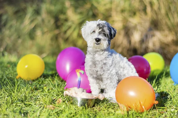 Petit Chien Blanc Célébrant Son Anniversaire Dans Parc Avec Des — Photo