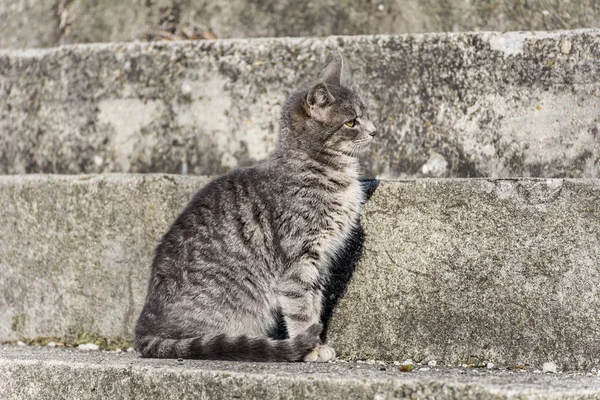 Kleines Süßes Kätzchen Sitzt Auf Treppe — Stockfoto