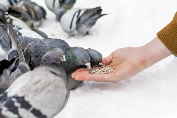 Elden Güvercin Besleme — Stok fotoğraf
