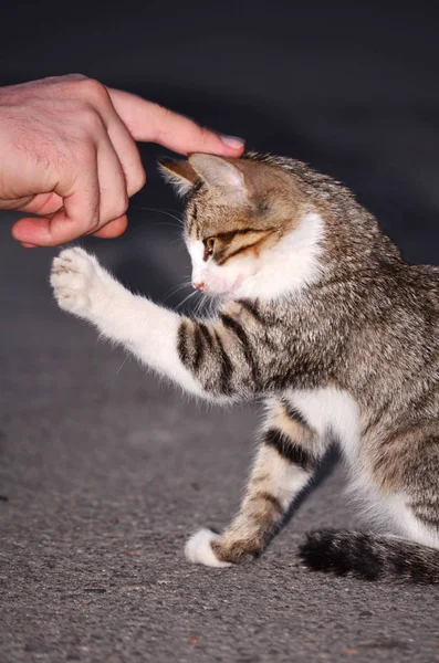 Baby Cat Playing Human Hand — Stock Photo, Image