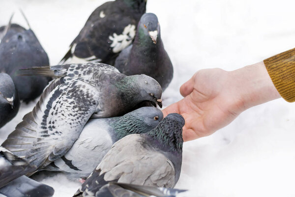 Feeding Pigeons from Hands at winter