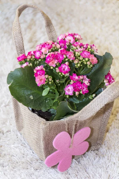 Bela Flor Kalanchoe Rosa Com Cartão Presente Embalado Saco Canavas — Fotografia de Stock