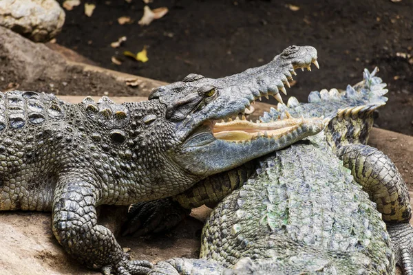 Krokodile Zoo — Stockfoto