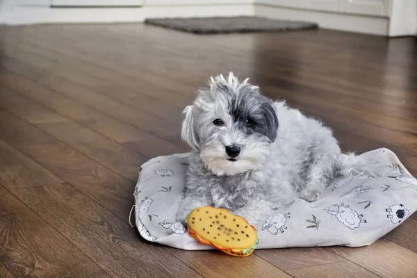 Chien Drôle Avec Jouet Hamburger Caoutchouc — Photo