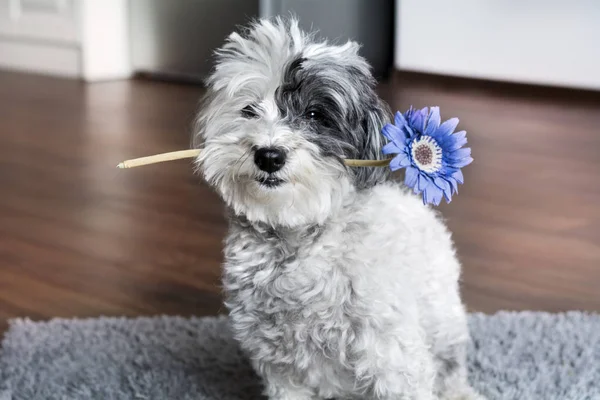 Mignon Moelleux Petit Chien Blanc Intérieur Maison — Photo