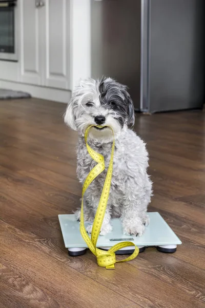 可爱的贵宾犬坐在秤秤与测量表在嘴里 — 图库照片