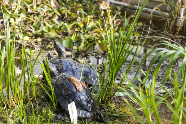 沼地のカメ — ストック写真