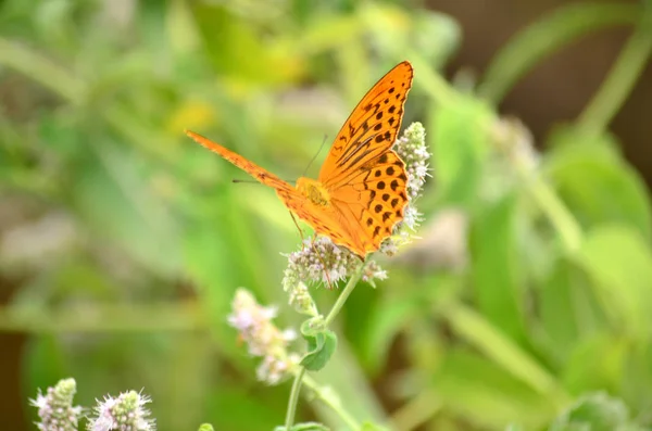 Макрозйомка Метелика Квітки — стокове фото
