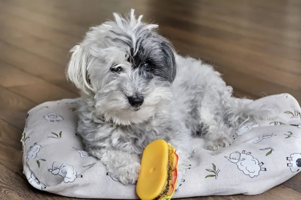 강아지 햄버거 장난감 — 스톡 사진