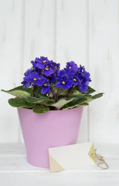 Flores Panela Violeta Africana Com Cartão Mensagem Fundo Madeira Branca — Fotografia de Stock