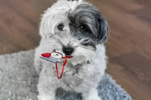 Closeup Cute Dog Sitting Carpet Holding Christmas Tree Toy — Stock Photo, Image