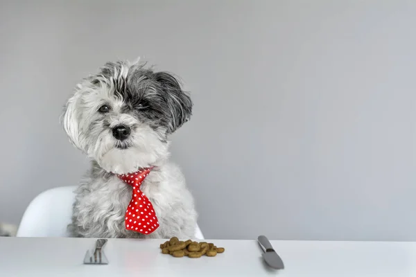 masada yemek yeme kırmızı kravat ile beyaz kaniş köpek