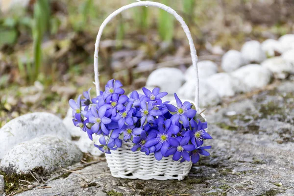 Schattige Bloemen Bloeien Achtergrond Van Natuur — Stockfoto