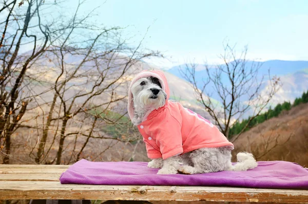 Perrito Blanco Vestido Para Invierno Descansando Una Cima Montaña — Foto de Stock