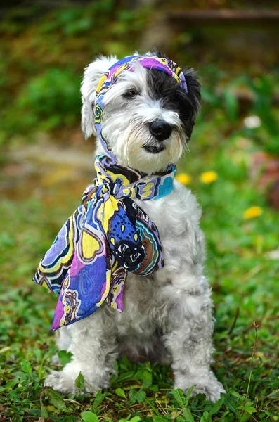 Modieuze Witte Poedel Hond Met Hoofd Bandana Een Groene Zomertuin — Stockfoto