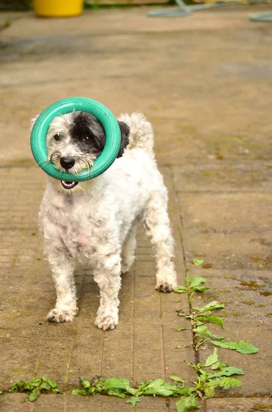 Playful little dog with ring