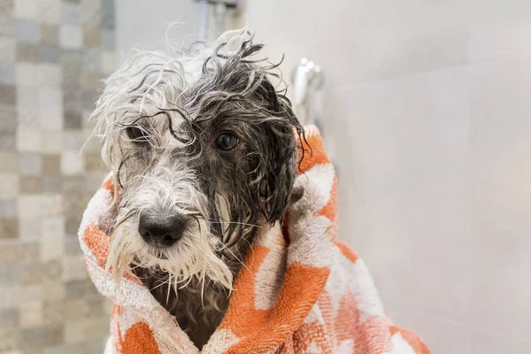 湿贵宾狗洗澡后用绿毛巾 — 图库照片