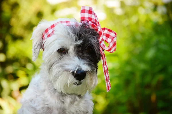 Hond Met Hoofd Gewikkeld Door Bow — Stockfoto