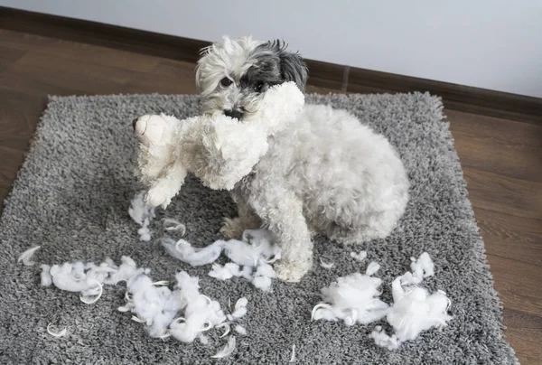 Cane Barboncino Con Peluche Giocattolo Bocca Fatto Pasticcio Appartamento — Foto Stock