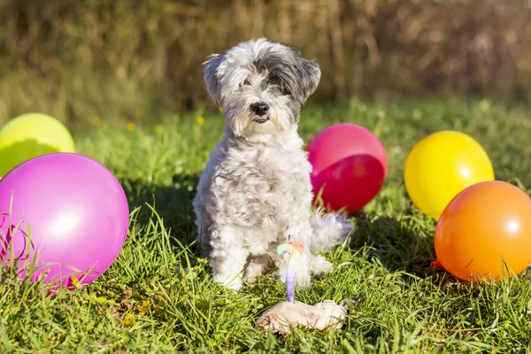 Petit Chien Blanc Célébrant Son Anniversaire Dans Parc Avec Des — Photo