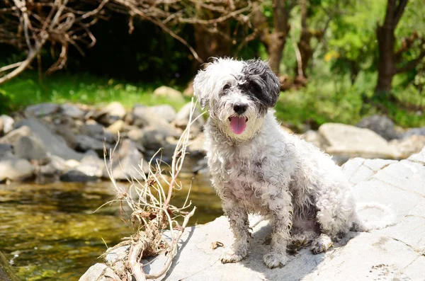Cute Little Dog Standing Highlands River — Stock Photo, Image