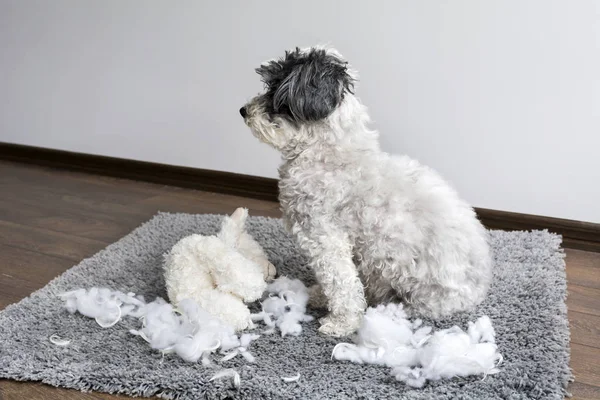 poodle dog with plush toy in the mouth made a mess in the apartment