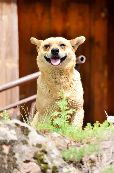 Portret Uśmiechnięty Pies — Zdjęcie stockowe