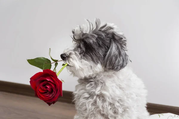 Chien Amoureux Rose Rouge Dans Bouche Jour Saint Valentin — Photo