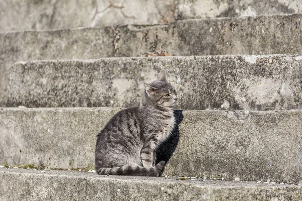 Kleines Süßes Kätzchen Sitzt Auf Treppe — Stockfoto