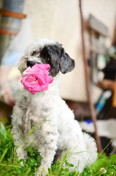 Dog Love Red Rose Mouth Valentines Day — Stock Photo, Image