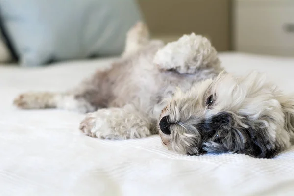 Cute White Havanese Dog Relaks Łóżku Człowieka — Zdjęcie stockowe