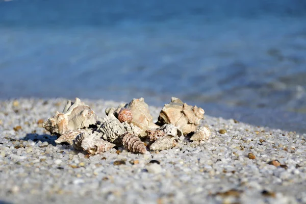 Landscape Shells Tropical Beach — Stock Photo, Image