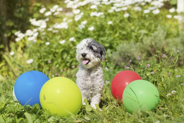 White Small Poodle Dog Celebrating His Birthday Party Blooming Garden — Stock Photo, Image