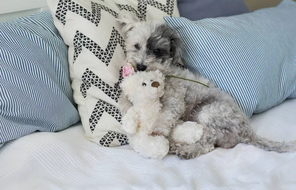 Rose peluş oyuncak bir insan yatağa sarılma ağız ile şirin köpek 