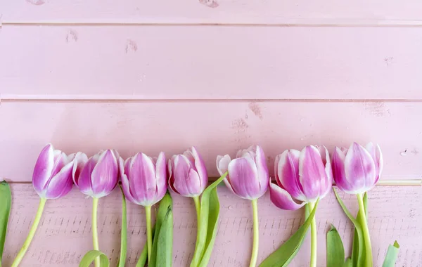 Fila Tulipanes Rosados Sobre Fondo Madera Rosa Con Espacio Para — Foto de Stock