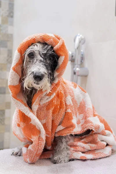 Cão Poodle Molhado Após Banho Com Uma Toalha Verde — Fotografia de Stock