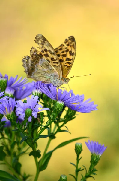 Gyönyörű Narancssárga Butterfly Lila Virágok — Stock Fotó