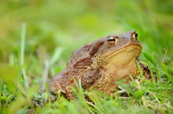 Πράσινος Βάτραχος Στο Γρασίδι — Φωτογραφία Αρχείου