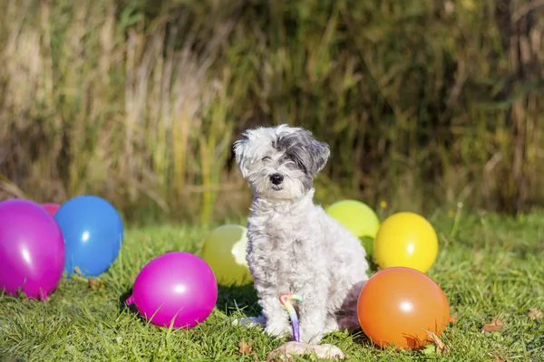 Petit Chien Blanc Célébrant Son Anniversaire Dans Parc Avec Des — Photo