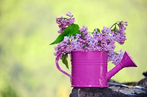 Gieter Met Violette Bloemen — Stockfoto