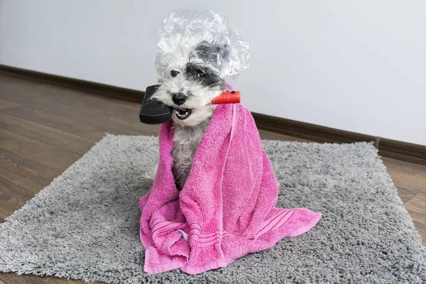 sevimli köpek tarak ağız, duş başlığı ve havlu ile. Banyo zamanı