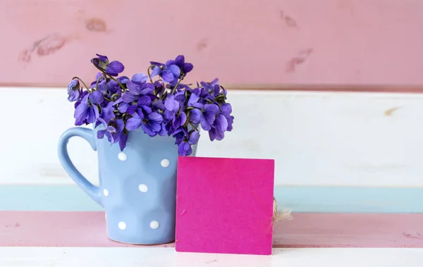 Schattige Bloemen Bloeien Kleurrijke Pot — Stockfoto