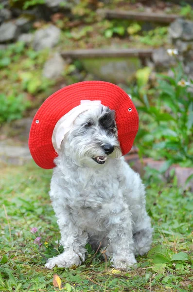 Witte Havanezer Hond Met Rode Hoed Kijken Naar Camera Een — Stockfoto